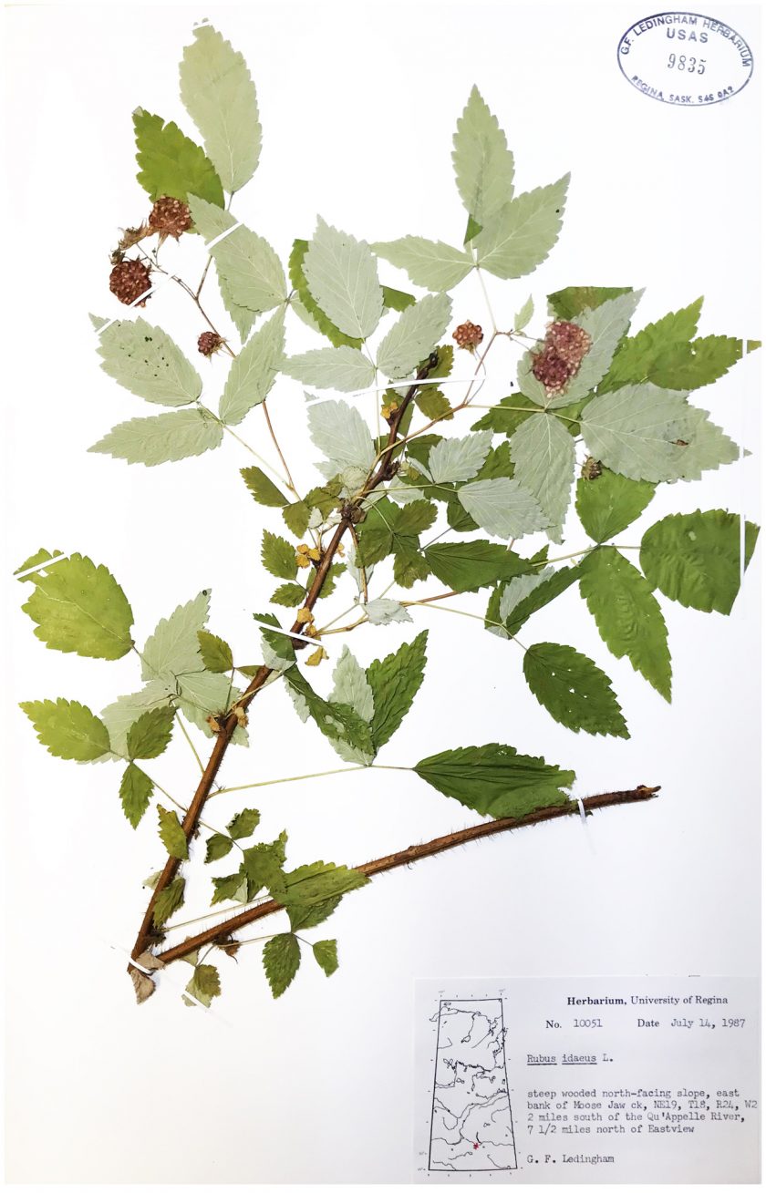 Inside the George Ledingham Herbarium | Degrees Magazine | University ...
