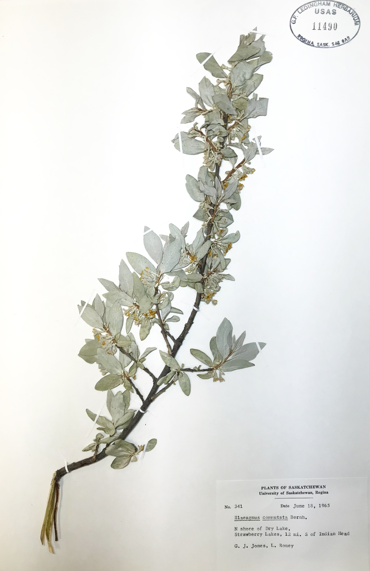 Inside the George Ledingham Herbarium | Degrees Magazine | University ...