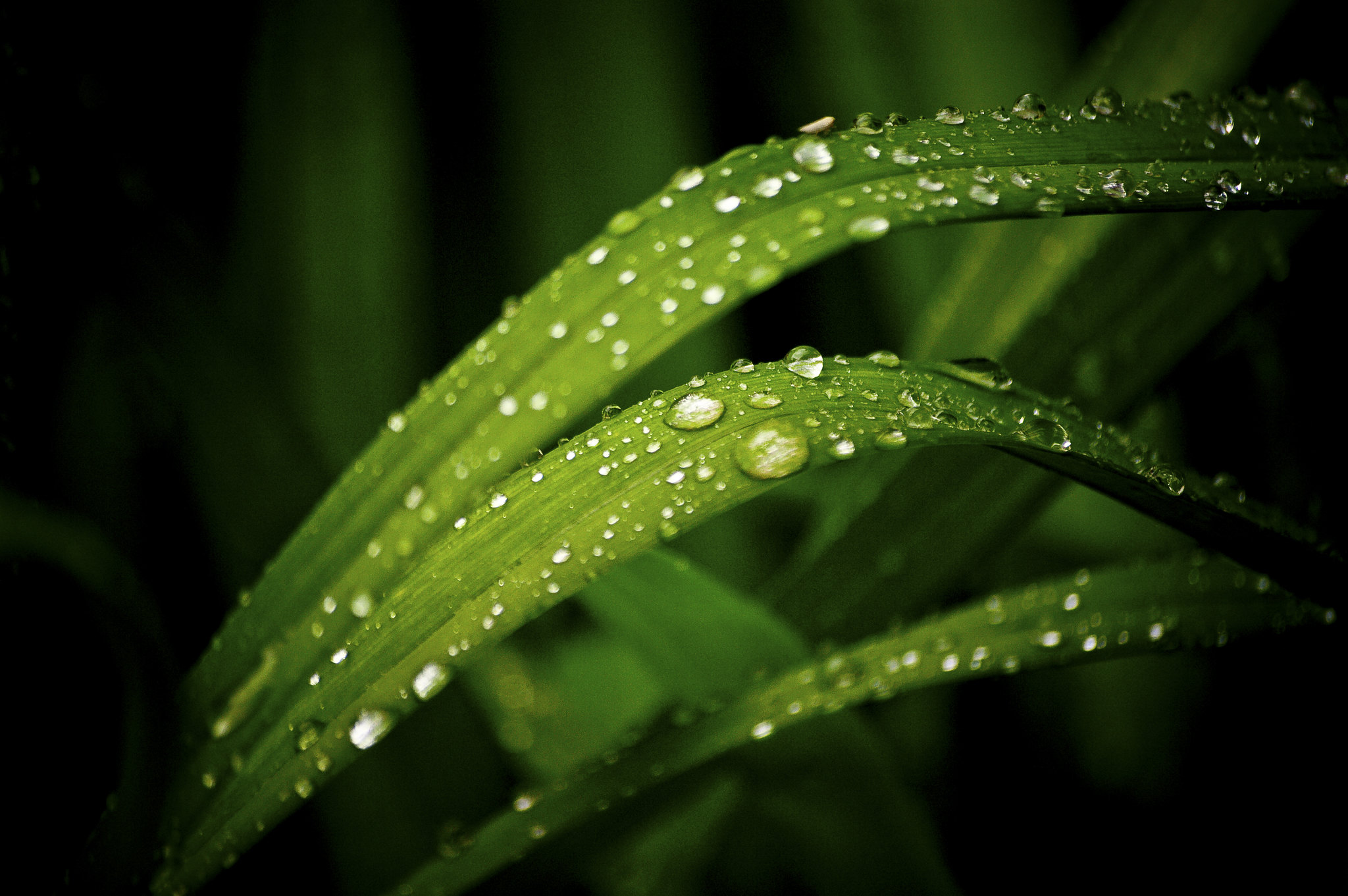 <small>Rain drops on blades of grass</small>