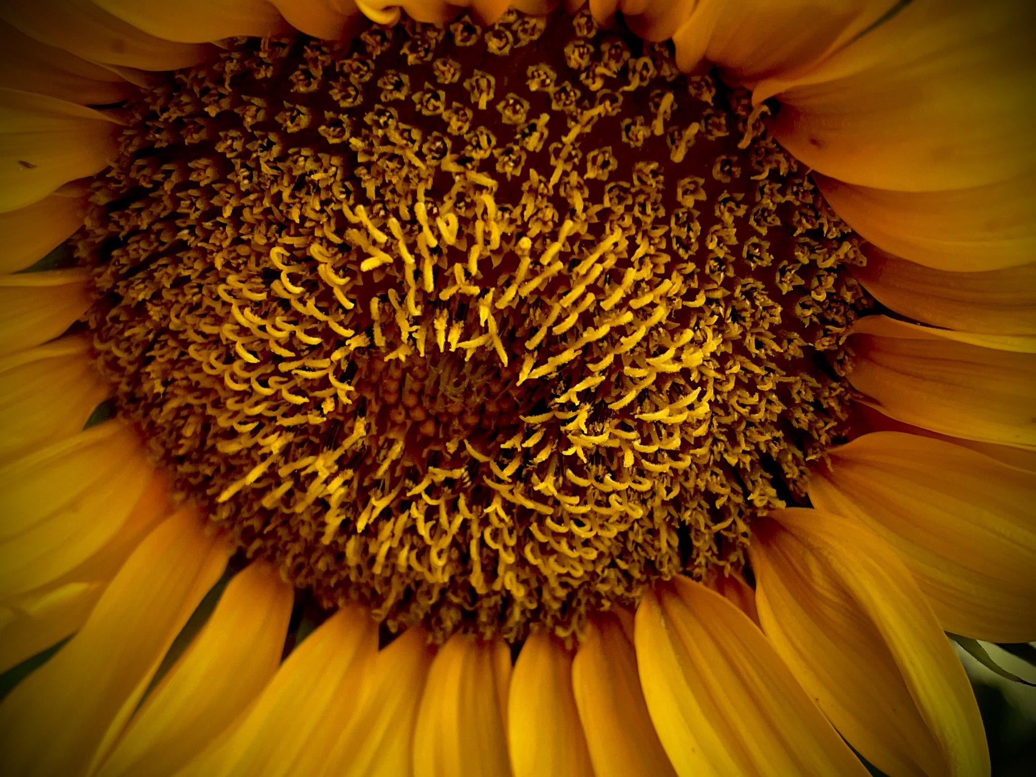 <small>Sunflower close up</small>