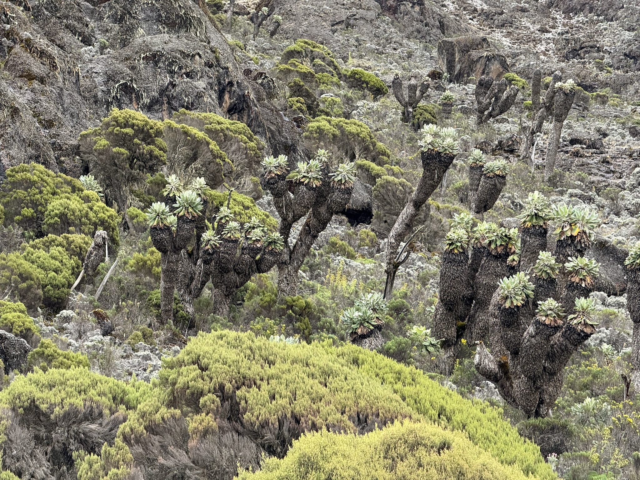 IMG_0773 The strange looking Dendroseneccio kilimanjari only grow on Kilimanjaro.